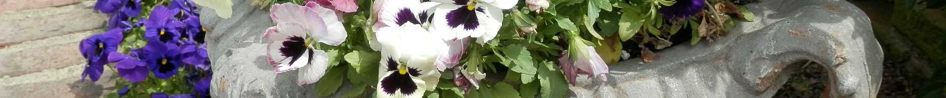 Pansies in an urn